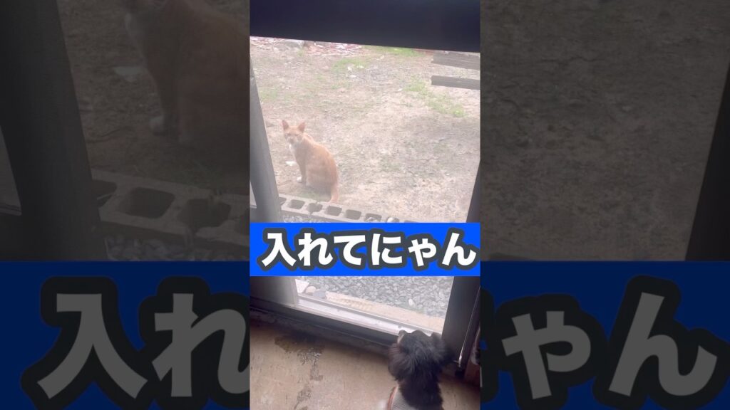 おかえり！！ #癒し #元気になる動画 #可愛い #元気お届け #犬 #ミニチュアダックスフンド #ネコ