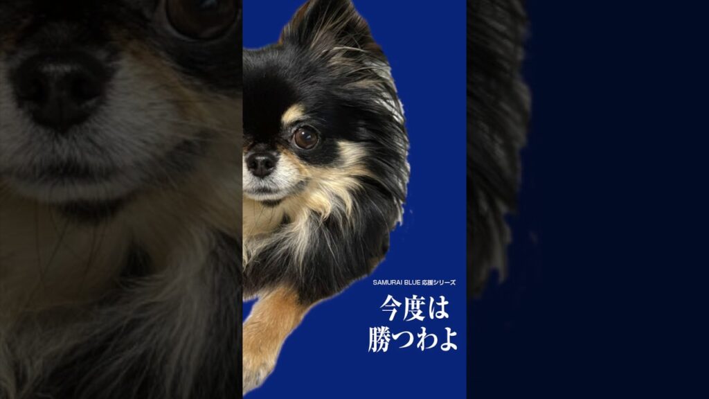 ガンバレ💪サムライブルー❣️② #shorts #チワワ #癒し #chihuahua