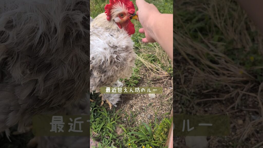 三色団鶏？#鳥 #癒し