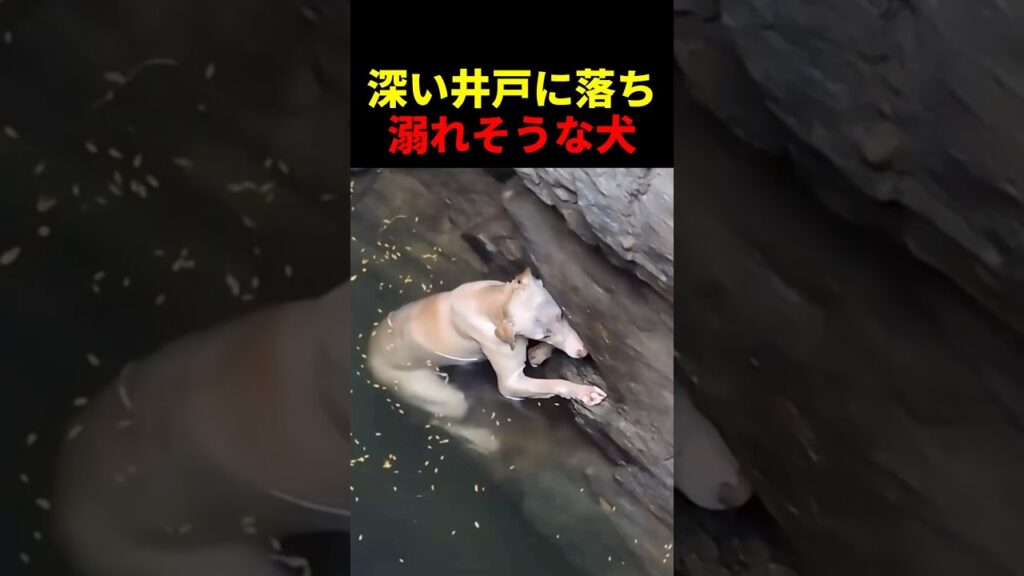 深い井戸に落ち溺れそうな犬 #動物 #ペット #かわいい #癒し #animals #犬