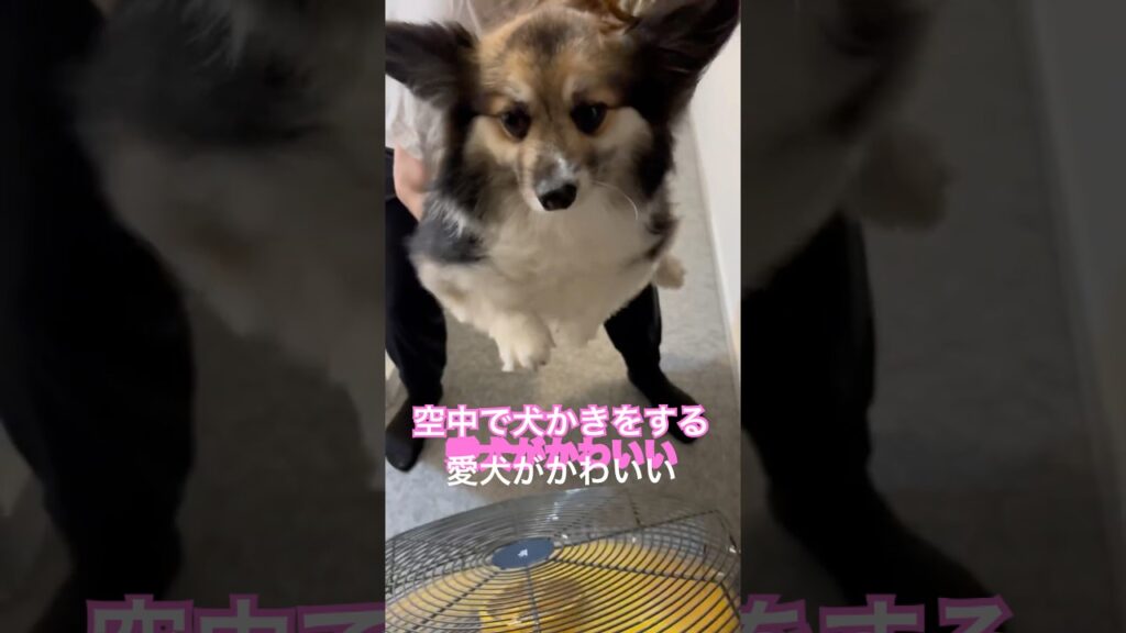 空中で犬かきをする愛犬がかわいい #犬 #癒し #かわいい