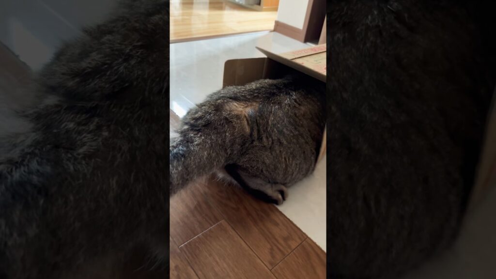 📦大好きにゃんこ#cat #cute #ねこ #猫 #癒し