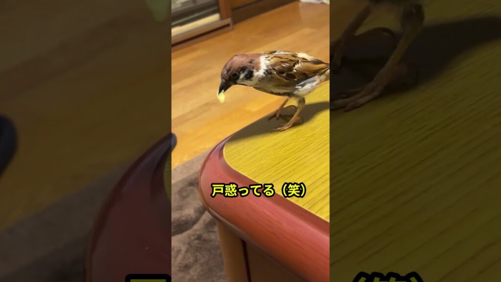 メロンよりキュウリが好きかも？　#スズメ #癒し#かわいい