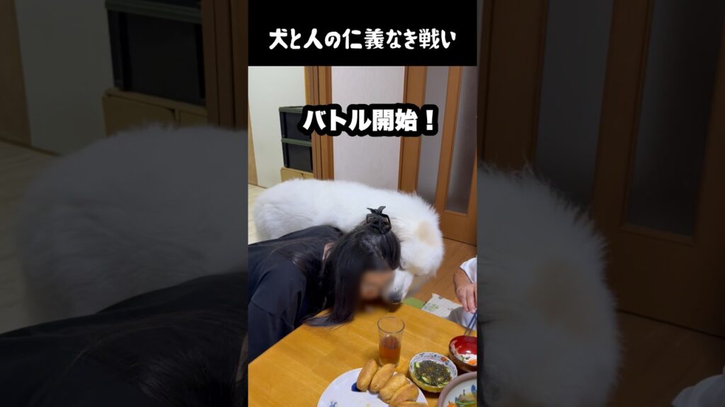 愛犬と飼い主の仁義なき戦い　#greatpyrenees #大型犬のいる生活 #大型犬と暮らす #大型犬 #グレートピレニーズ #癒し #愛犬 #犬のいる生活