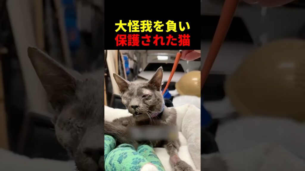 大怪我を負い保護された猫 #動物 #ペット #かわいい #癒し #animals #猫