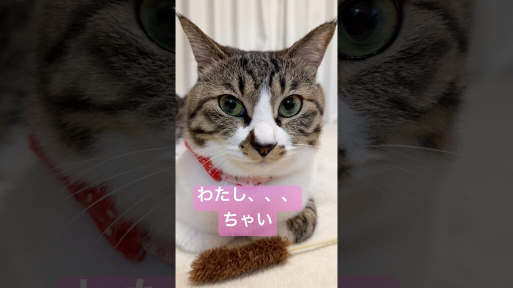 動物に食べ物の名前をつけると　#shorts #ねこ #癒し #cat