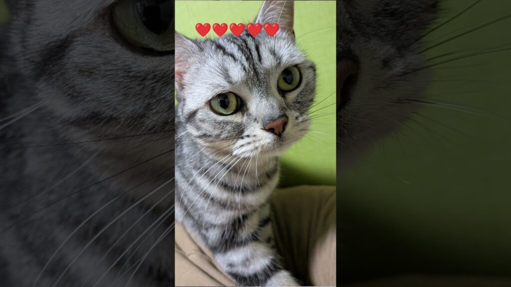 #ねこ 　 #癒し 　ハッスル？こむぎ！