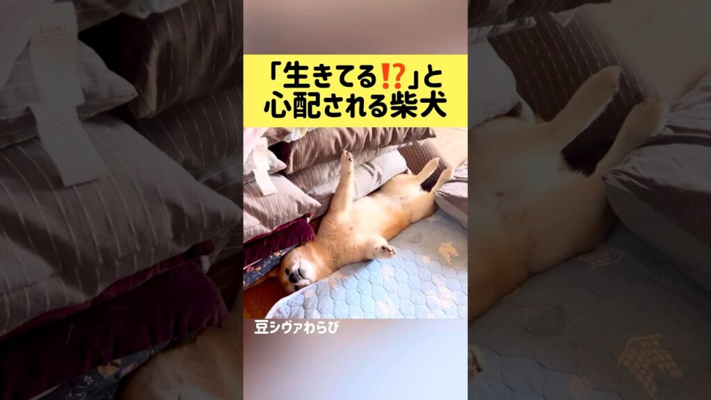 「生きてる⁉️」と心配される柴犬 #柴犬 #shibainu #shorts