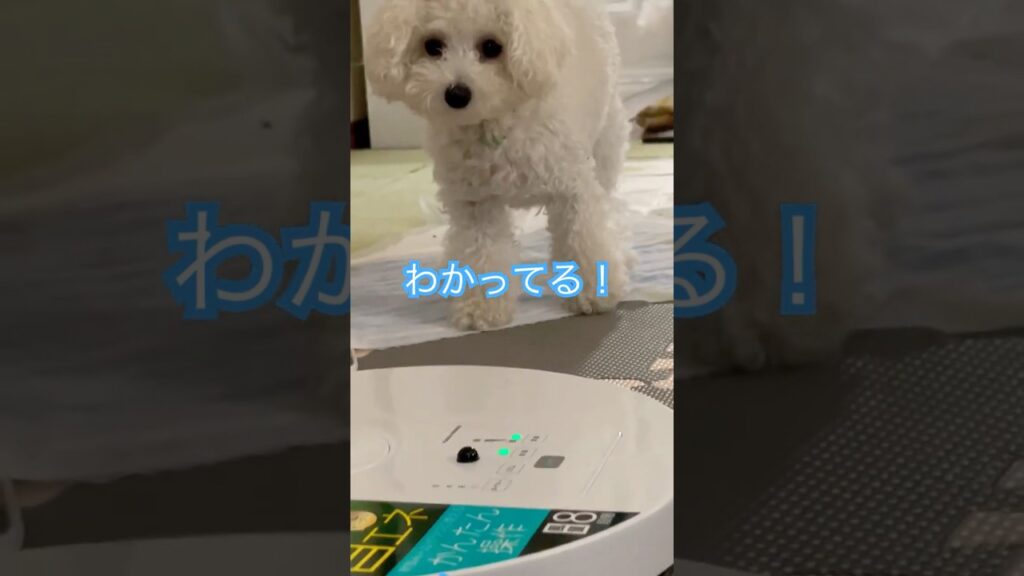 わかってる！…#shorts #トイプードル #癒し #puppy #犬のいる生活 #share