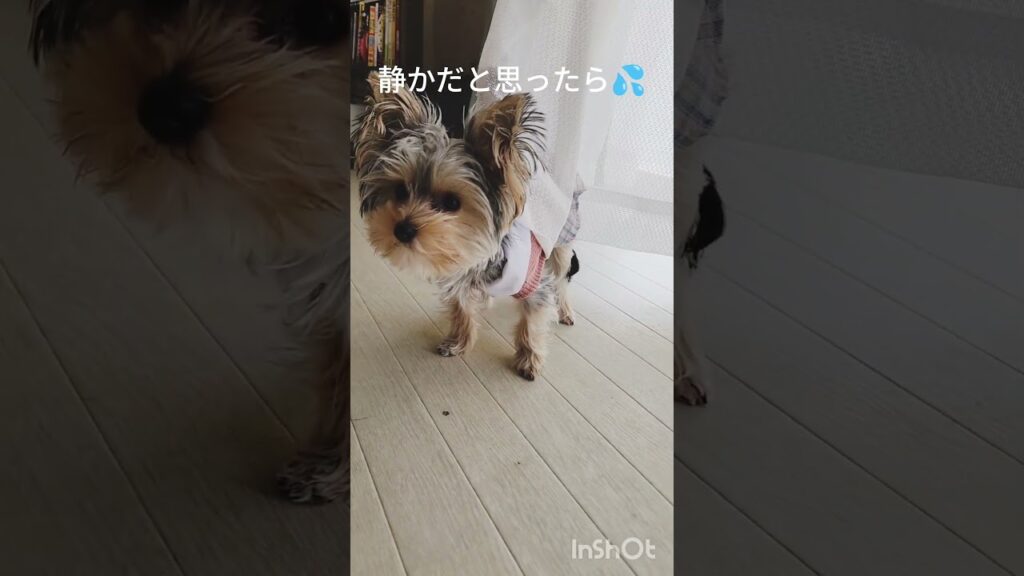 何故？#shorts #笑い #なぜ #実結