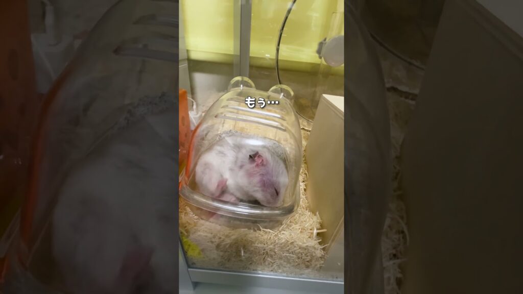 寝不足に陥るハムスター🐹 #ハムスター #癒し #日常 #hamster  #shorts  #cute #ペットがしゃべれたら #部屋んぽ #ワールドカップ