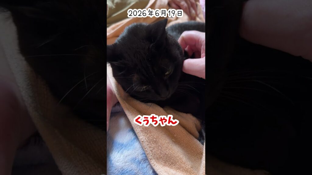 くぅちゃん回収9 #cute #kawaii #癒し #ねこ #かわいい