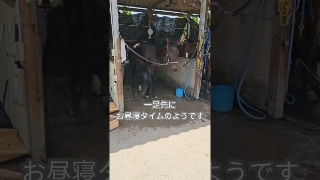 【一足お先に…Zzz】 #animalshorts #horse #動物 #pippachannel #クロノス #かわいい #animals #癒し #馬 #equestrian #元競走馬