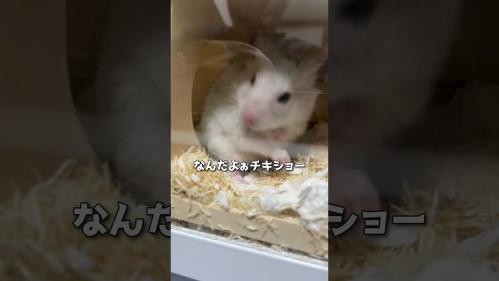 秘密基地がバレるハムスター🐹 #ハムスター #癒し #日常 #hamster  #shorts  #cute #ペットがしゃべれたら #秘密基地