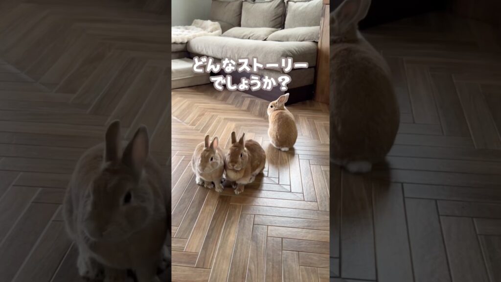 どんなストーリーでしょうか？ #animalshorts #rabbit #うさぎパパ #うさぎ #bunny #癒し #かわいい