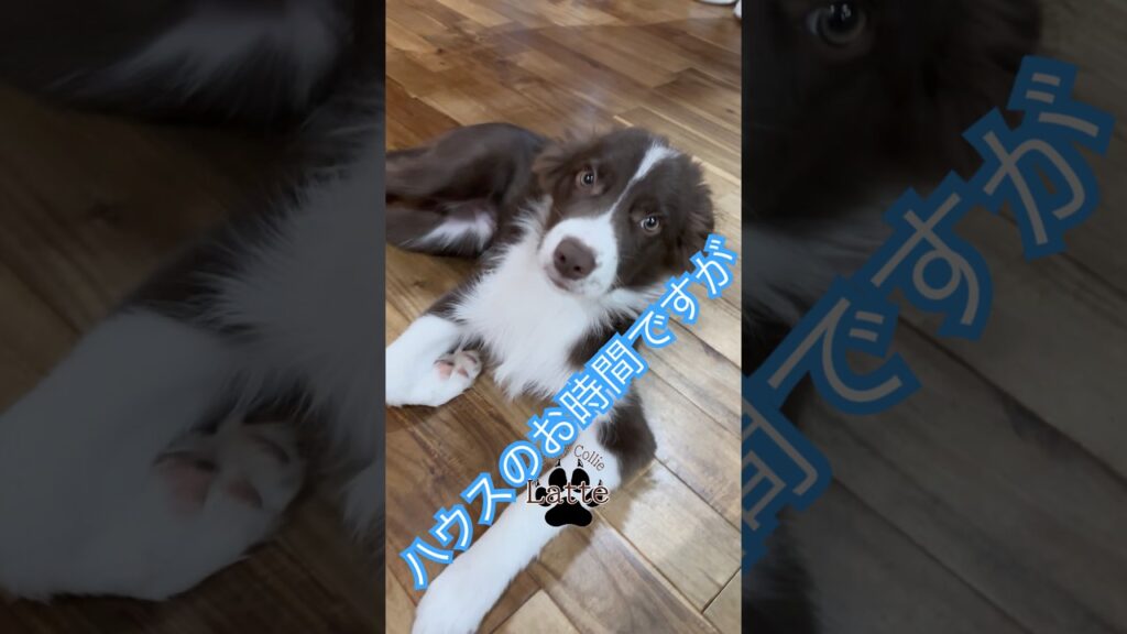 67 らての日常　 ハウス行きたくない　#puppy　#癒し #犬のいる生活