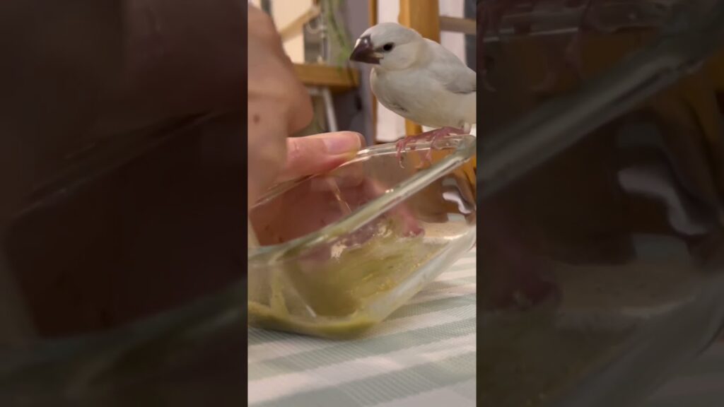 朝ごはんもぐもぐ文鳥ねむくん#bird #文鳥 #癒し #文鳥雛