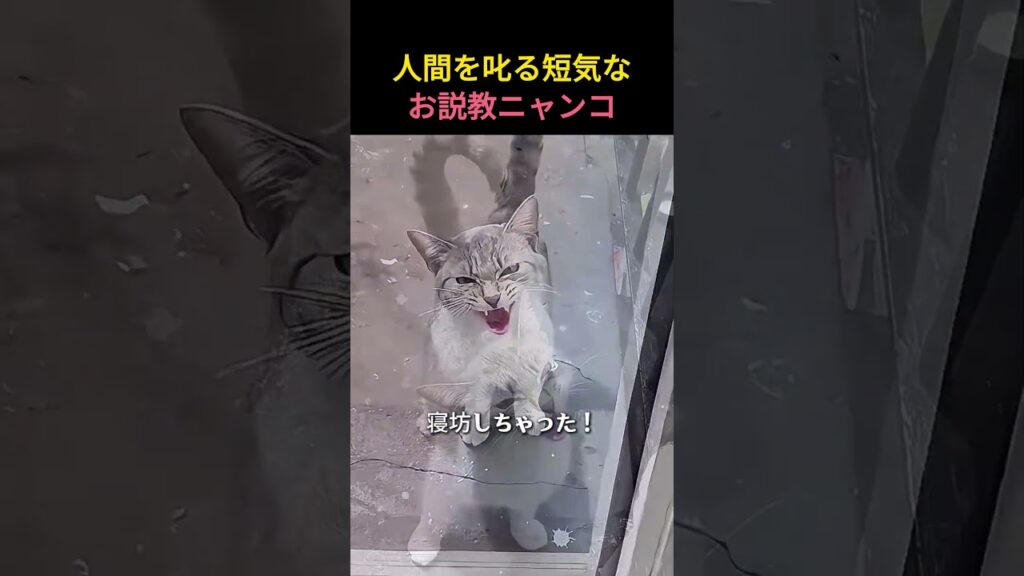寝坊一回で野良猫にブチギレ説教された