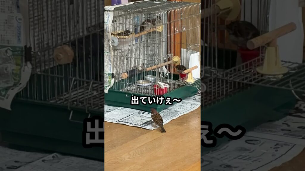 完全に占拠！チーの物はオラの物　 #癒し#スズメ#可愛い