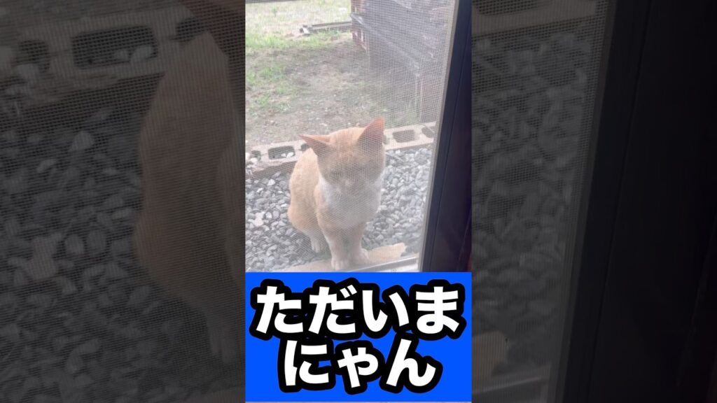 ただいま！！ #可愛い #元気になる動画 #癒し #元気お届け #かわいい #ネコ