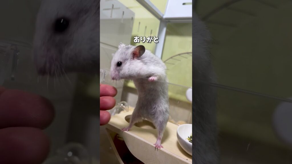 一度食べたら止まらないハムスター🐹 #ハムスター #癒し #日常 #hamster  #shorts  #cute #ペットがしゃべれたら #二本足