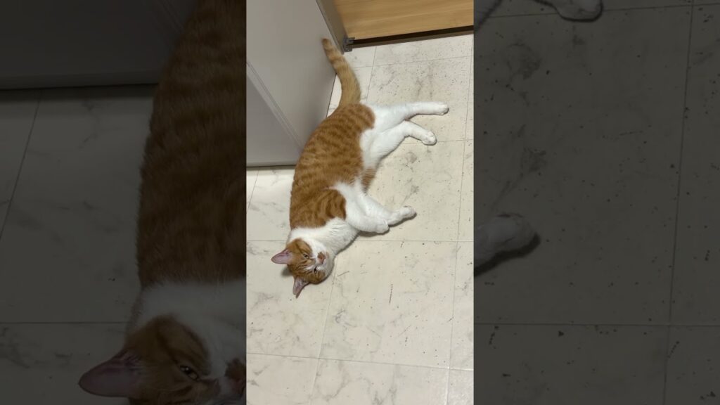 どこでもおねんね玉次郎😊#ねこ #猫 #癒し #玉ちゃん #shorts