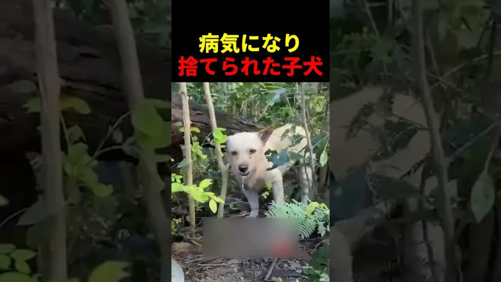 病気になり捨てられた子犬 #動物 #ペット #かわいい #癒し #animals #犬