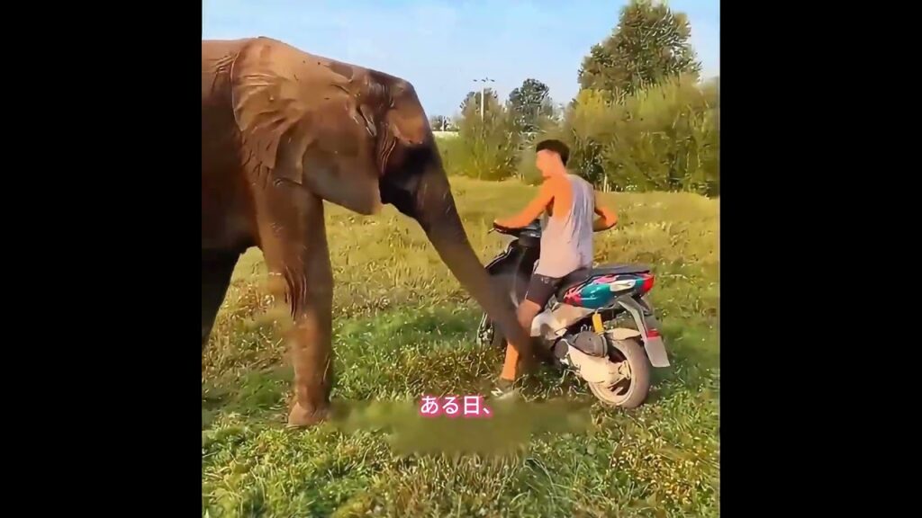 この象は突然人間を止めた