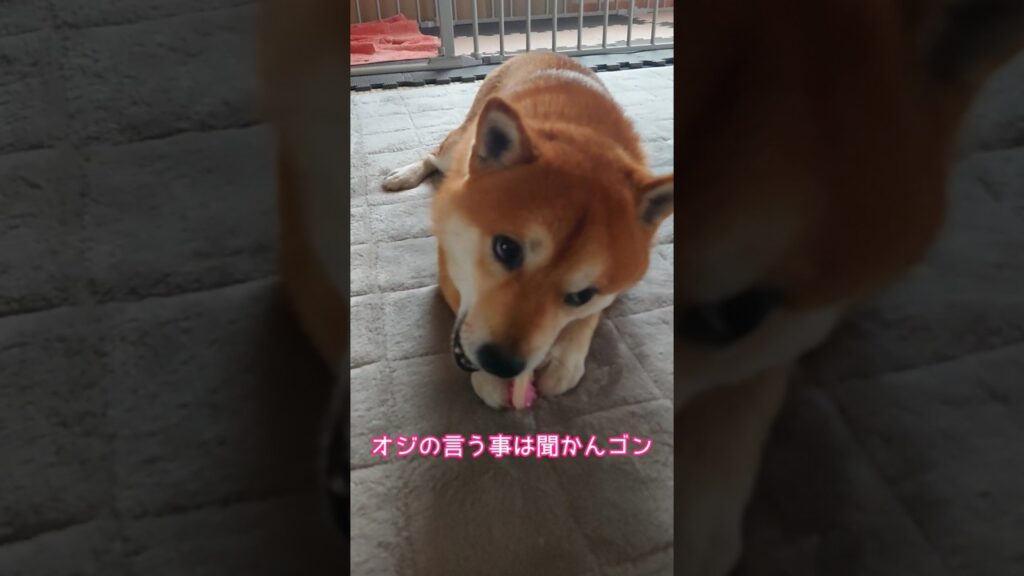 甥っ子犬の可愛い豆柴さん😙#shibainu #柴犬 #shiba #funny #癒し #shorts