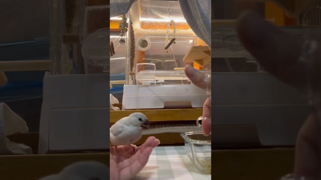 おはよう！ねむくん、今日も可愛い！#bird #文鳥 #癒し #文鳥雛