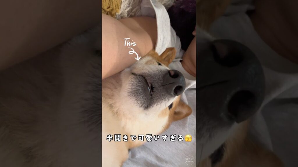 幸せのひととき😌💞#柴犬 #柴犬のいる暮らし  #柴犬のいる生活 #かわいい #癒し #shorts #shortsvideo