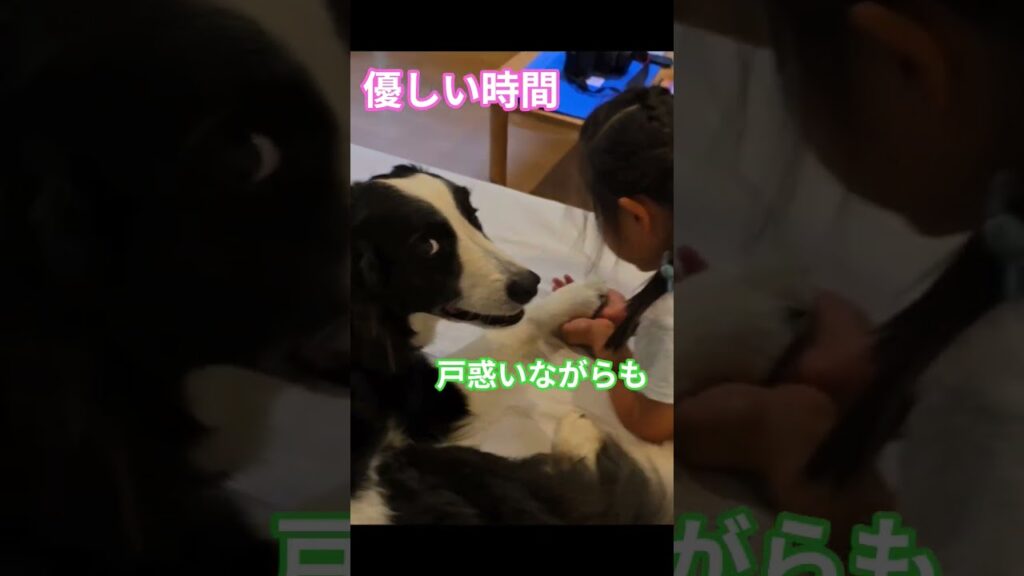 優しい時間　 #ボーダーコリー #癒し #しろくろコリー #border collie