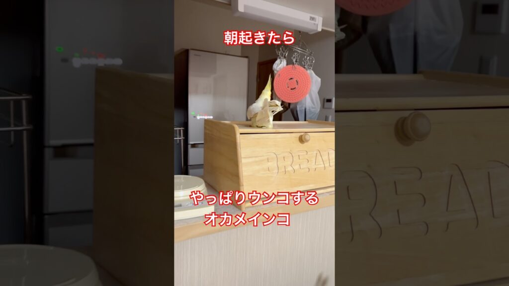 【やっぱりウンコ】朝起きたらやっぱりウンコするオカメインコ #shorts #cockatiel #birds #癒し #オカメインコ #かわいい