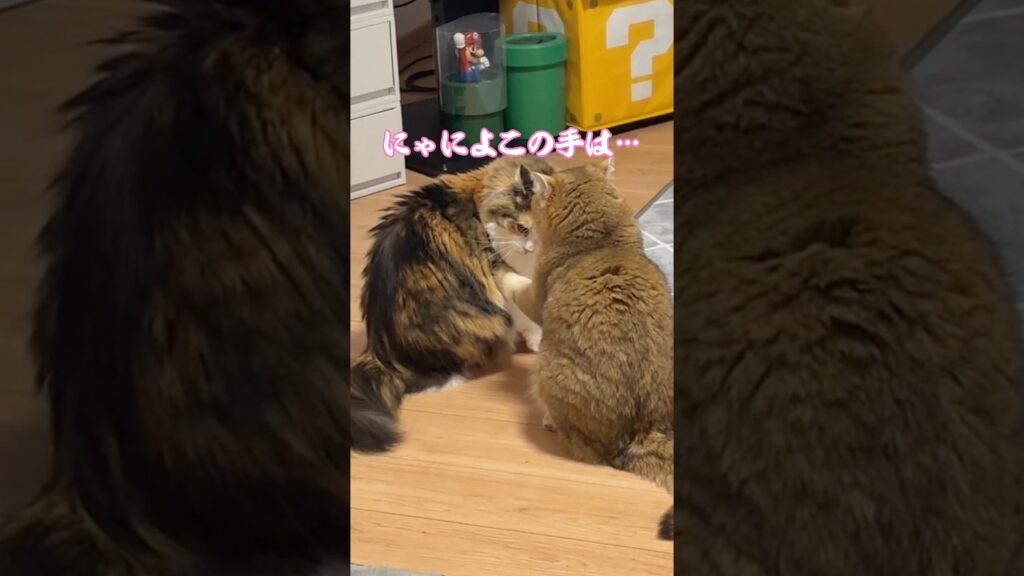 怒った姉猫が強すぎる🐱💢#猫動画#癒し#cat#subscribe#shorts#猫のいる暮らし#猫