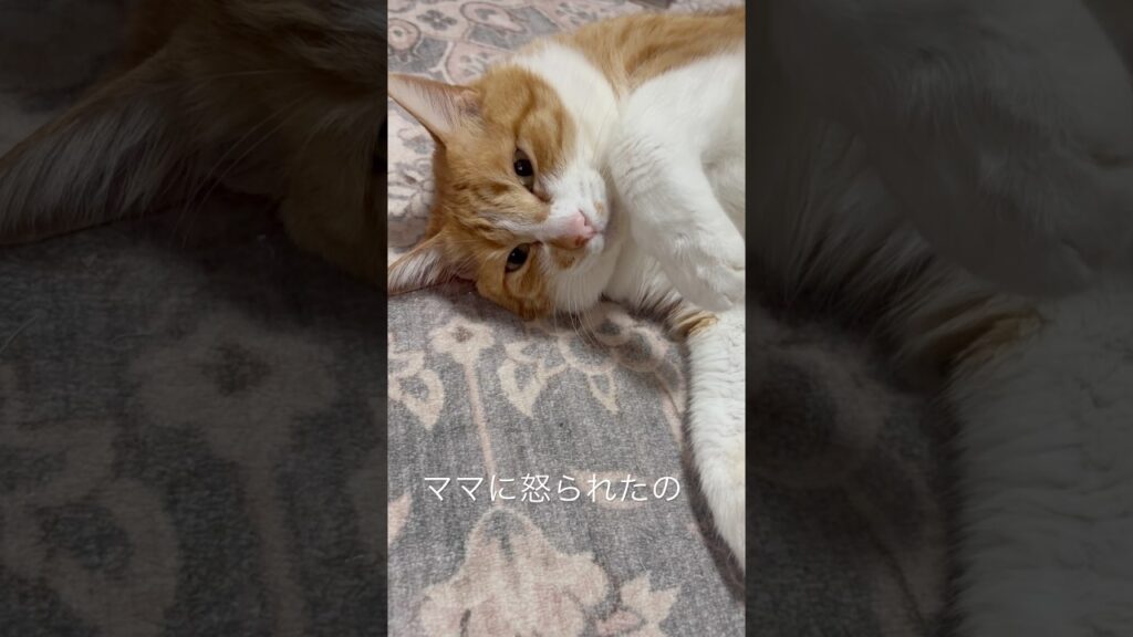 ママに怒られた猫シリーズ#猫動画 #cat #猫のいる暮らし #癒し