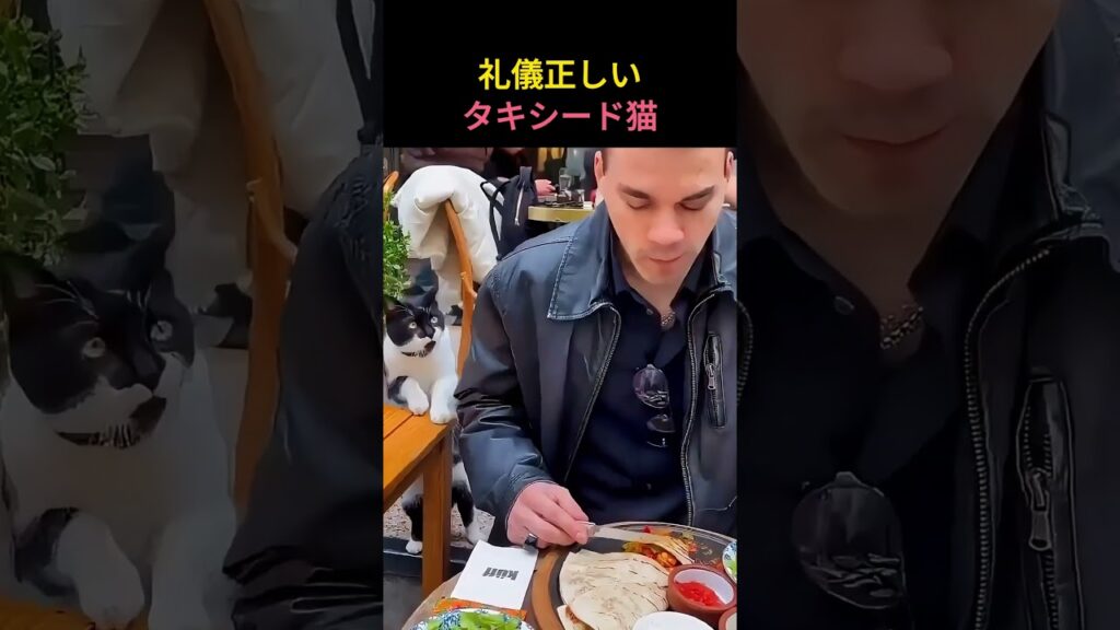 肩トントンしてきた野良猫