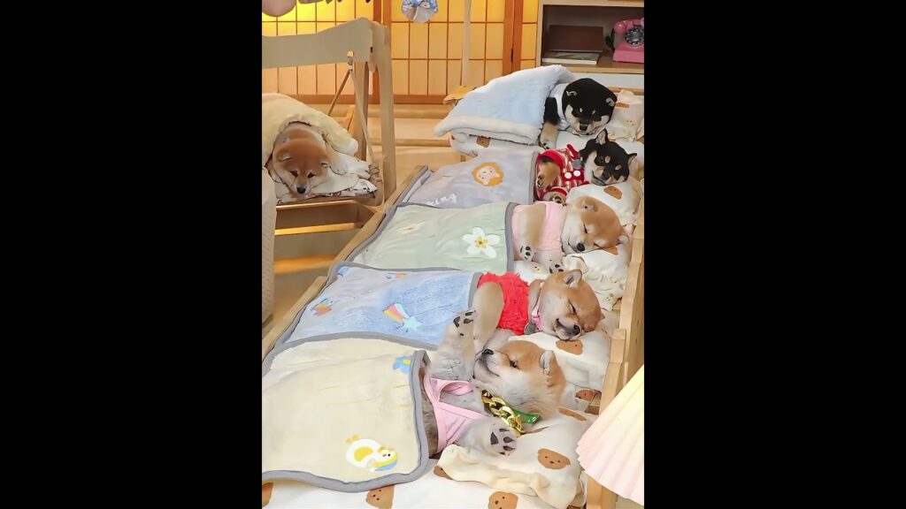 Who Could Resist a Row of Sleeping Shiba Puppies? Too Cute to Handle! 一列丸ごと眠り込む子柴が可愛すぎる！思わず見入る癒し光景