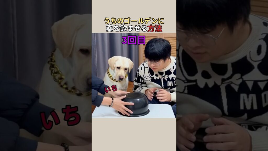 うちのゴールデンに薬を飲ませる方法