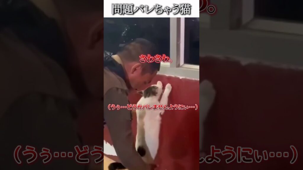 猫のおもしろ動画にツッコミどころ満載なアフレコしてみた＃482【ボディチェック】【ハプニング映像】#shorts　#アフレコ #面白動画