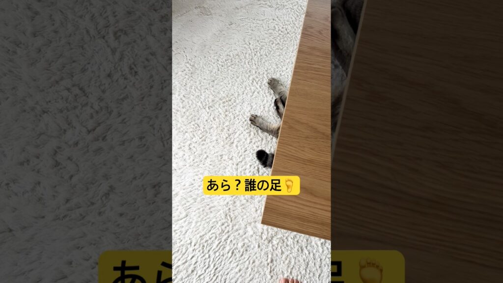 誰の足？#cat #cute #ねこ #猫 #癒し