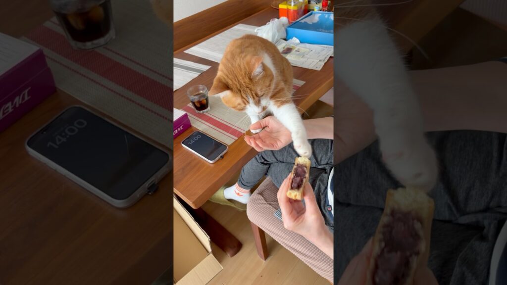 大好物のあんこもっとくれよと玉次郎😅#ねこ #猫 #癒し #玉ちゃん #shorts