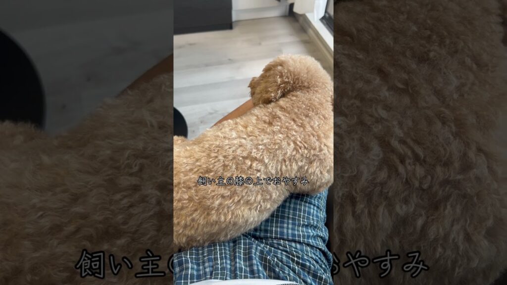 日曜日の犬 #トイプードル #犬のいる生活 #dog #toypoodle #癒し #ペット #愛犬 #犬 #可愛い #cute