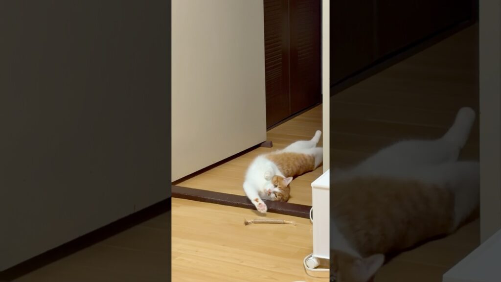 パフォーマー玉次郎😊#ねこ #猫 #癒し #玉ちゃん #shorts