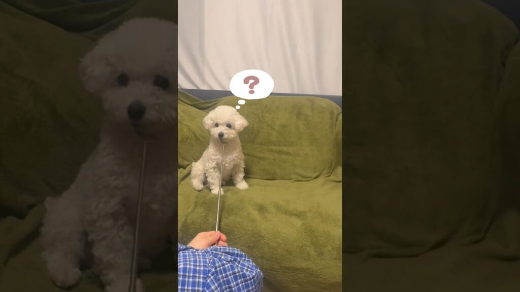 ？？？なゴマちゃん#犬 #トイプードル #癒し#ゴマちゃん