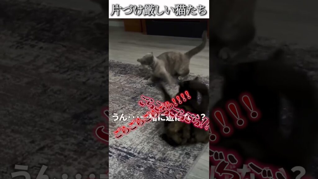 猫のおもしろ動画にツッコミどころ満載なアフレコしてみた＃483【片づけ】【ハプニング映像】#shorts　#アフレコ #面白動画