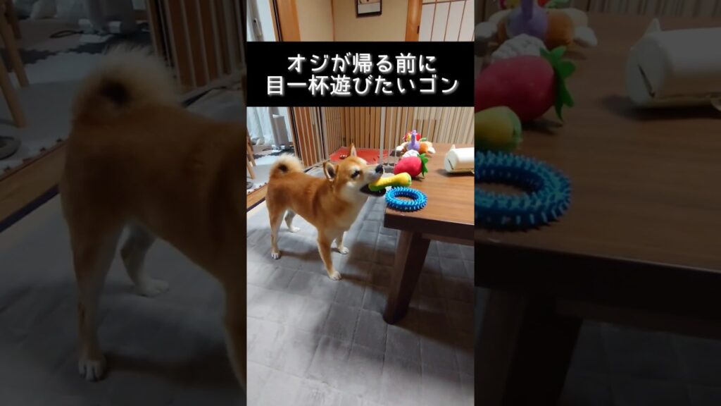 楽しい日曜日だったゴンとオジ🙂#shibainu #柴犬 #癒し #funny #sunday #cutedog #shorts