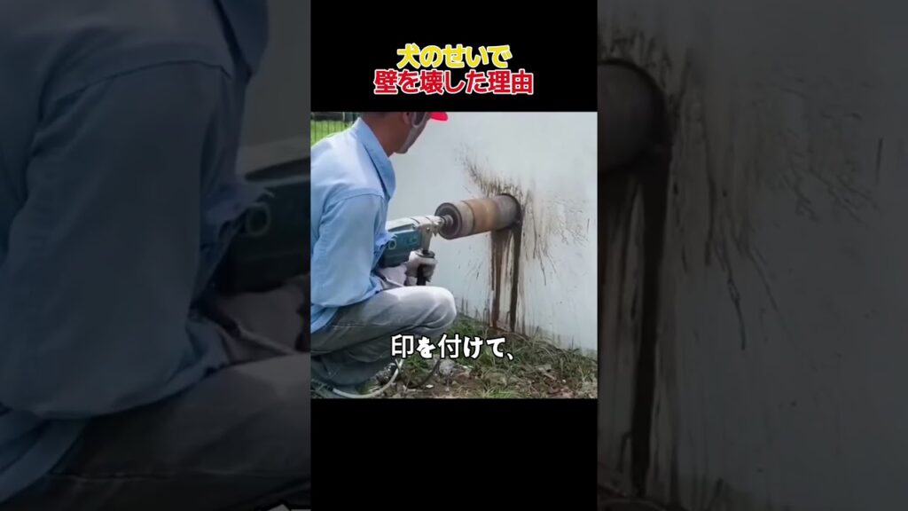 犬のせいで壁を壊した理由 #犬 #ペット #癒し #Shorts #おすすめ