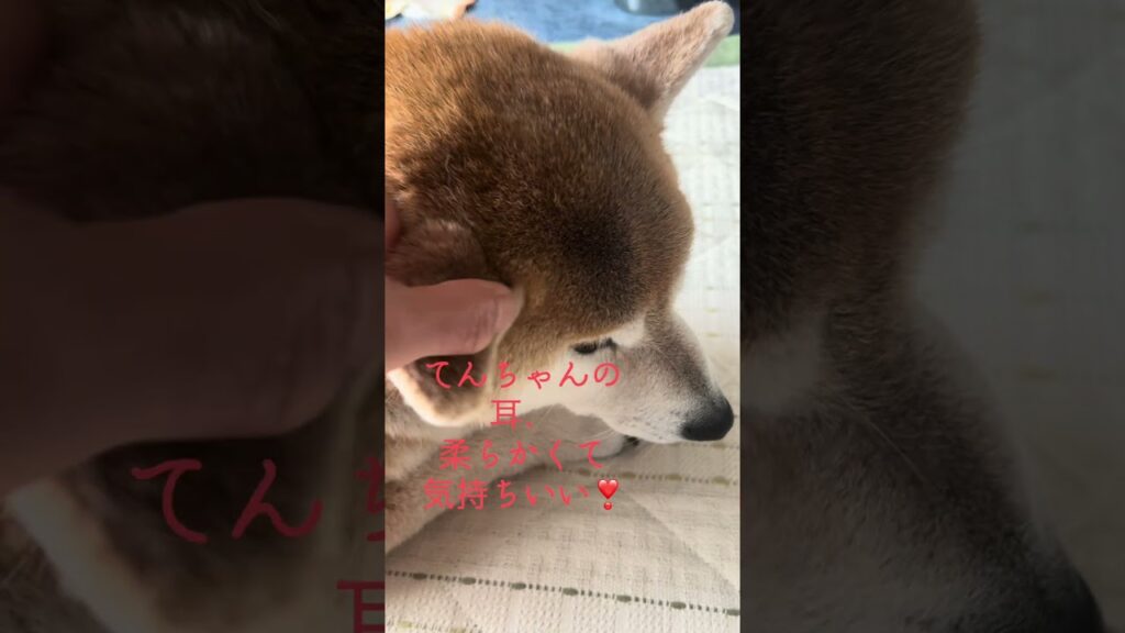 #柴犬 #いぬのいる生活 #shibainu #癒し