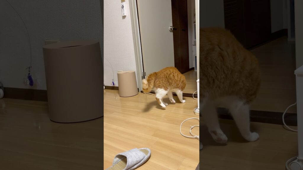 やんのかポーズだ玉次郎😂#ねこ #猫 #癒し #玉ちゃん #shorts