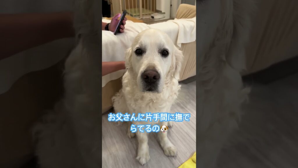 お父さんに片手でナデナデ🐶💕それでも気持ちよさそうなガウディです😂#ゴールデンレトリバー #犬のいる暮らし #癒し #shorts